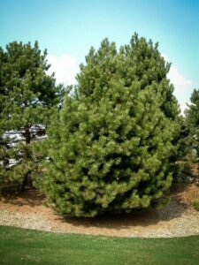 Сосна Чёрная (Pinus Nigra) купить по цене от 270.00р. в интернет-магазине «Посадика» с доставкой почтой в в Шахтые и по всей России – [изображение №1].