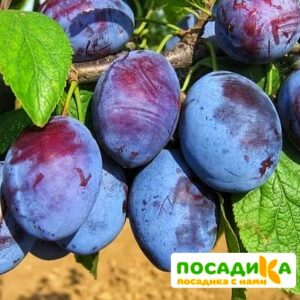 Слива Чачакская ранняя купить по цене от 229.00р. в интернет-магазине «Посадика» с доставкой почтой в в Шахтые и по всей России – [изображение №1].