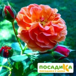 Роза Арабия купить по цене от 350.00р. в интернет-магазине «Посадика» с доставкой почтой в в Шахтые и по всей России – [изображение №1].