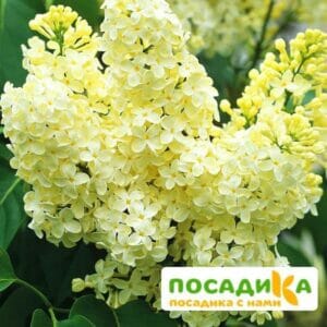 Сирень Примроуз (Primrose) купить по цене от 529.00р. в интернет-магазине «Посадика» с доставкой почтой в в Шахтые и по всей России – [изображение №1].