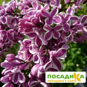 Сирень Сенсация купить по цене от 529.00р. в интернет-магазине «Посадика» с доставкой почтой в в Шахтые и по всей России – [изображение №1].