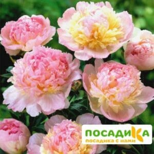 Пион Распберри Сандей (Paeonia Raspberry Sundae) купить по цене от 959р. в интернет-магазине «Посадика» с доставкой почтой в в Шахтые и по всей России – [изображение №1].