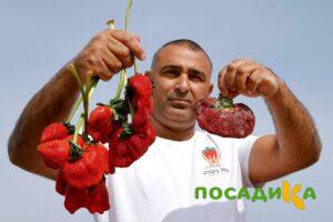 Клубника Гигант Джорнея купить по цене от 266р. в интернет-магазине «Посадика» с доставкой почтой в в Шахтые и по всей России – [изображение №1].
