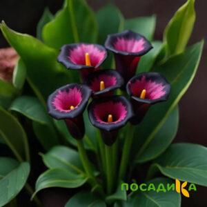 Калла Аура Лейс купить по цене от 400р. в интернет-магазине «Посадика» с доставкой почтой в в Шахтые и по всей России – [изображение №1].
