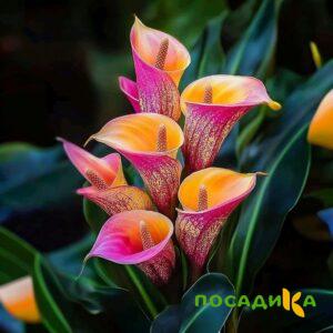 Калла Оникс купить по цене от 450р. в интернет-магазине «Посадика» с доставкой почтой в в Шахтые и по всей России – [изображение №1].