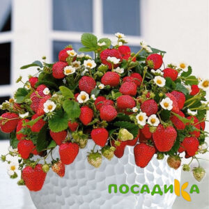 Клубника Рубиновый Шепот (горшечная) купить по цене от 240р. в интернет-магазине «Посадика» с доставкой почтой в в Шахтые и по всей России – [изображение №1].