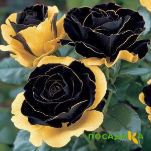 Роза Ханни Сикл купить по цене от 700р. в интернет-магазине «Посадика» с доставкой почтой в в Шахтые и по всей России – [изображение №1].