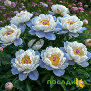 Пион акварельный Этюд купить по цене от 806р. в интернет-магазине «Посадика» с доставкой почтой в в Шахтые и по всей России – [изображение №1].