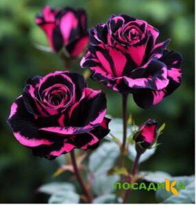 Роза Багровый Шепот купить по цене от 366р. в интернет-магазине «Посадика» с доставкой почтой в в Шахтые и по всей России – [изображение №1].