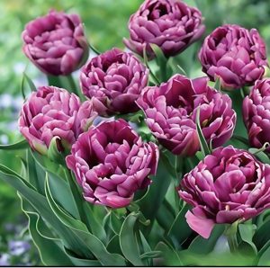 Тюльпан Айс Крим купить по цене от 430р. в интернет-магазине «Посадика» с доставкой почтой в в Шахтые и по всей России – [изображение №1].