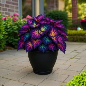 Хоста Фрости Блю купить по цене от 389р. в интернет-магазине «Посадика» с доставкой почтой в в Шахтые и по всей России – [изображение №1].