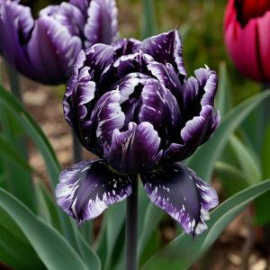 Тюльпан Индиго купить по цене от 600р. в интернет-магазине «Посадика» с доставкой почтой в в Шахтые и по всей России – [изображение №1].