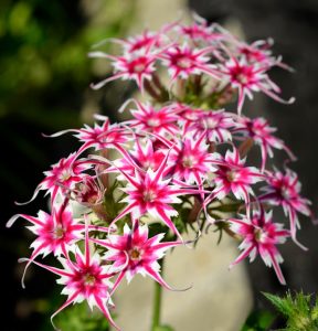 Флокс Метельчатый Путь купить по цене от 456р. в интернет-магазине «Посадика» с доставкой почтой в в Шахтые и по всей России – [изображение №1].