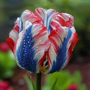 Тюльпан Ремс Сенсейшн купить по цене от 219р. в интернет-магазине «Посадика» с доставкой почтой в в Шахтые и по всей России – [изображение №1].