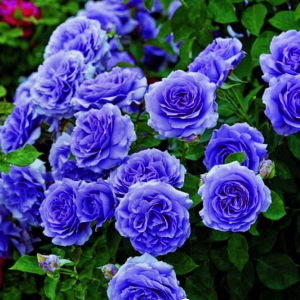 Роза Блю Мун купить по цене от 450р. в интернет-магазине «Посадика» с доставкой почтой в в Шахтые и по всей России – [изображение №1].