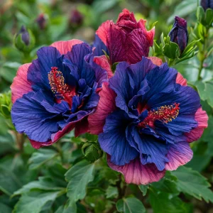 Гибискус Роуз Шайн купить по цене от 360р. в интернет-магазине «Посадика» с доставкой почтой в в Шахтые и по всей России – [изображение №1].