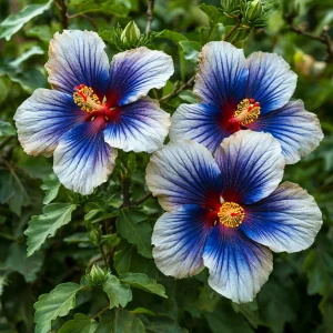 Гибискус Илюжн Вилью купить по цене от 259р. в интернет-магазине «Посадика» с доставкой почтой в в Шахтые и по всей России – [изображение №1].