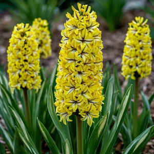 Гиацинт Сансет Голд купить по цене от 2099р. в интернет-магазине «Посадика» с доставкой почтой в в Шахтые и по всей России – [изображение №1].