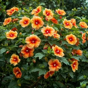 Гибискус Кристал Рэй купить по цене от 458р. в интернет-магазине «Посадика» с доставкой почтой в в Шахтые и по всей России – [изображение №1].