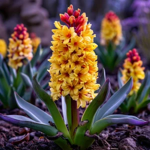 Гиацинт Миднайт Мистери купить по цене от 2099р. в интернет-магазине «Посадика» с доставкой почтой в в Шахтые и по всей России – [изображение №1].