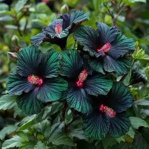 Гибискус Пикок Плюм купить по цене от 490р. в интернет-магазине «Посадика» с доставкой почтой в в Шахтые и по всей России – [изображение №1].