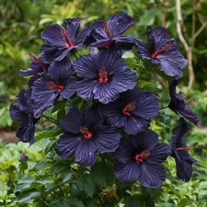 Гибискус Мэджик Момент купить по цене от 699р. в интернет-магазине «Посадика» с доставкой почтой в в Шахтые и по всей России – [изображение №1].