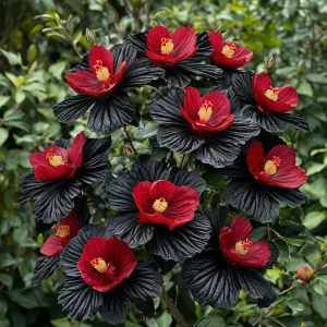 Гибискус Ройял Афеа купить по цене от 460р. в интернет-магазине «Посадика» с доставкой почтой в в Шахтые и по всей России – [изображение №1].