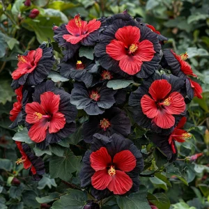 Гибискус Шиммеринг купить по цене от 720р. в интернет-магазине «Посадика» с доставкой почтой в в Шахтые и по всей России – [изображение №1].