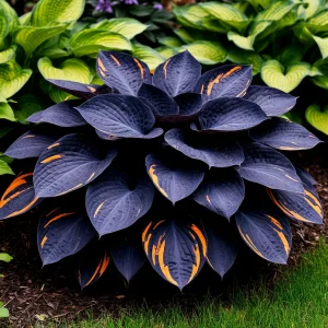 Хоста Умбра купить по цене от 349р. в интернет-магазине «Посадика» с доставкой почтой в в Шахтые и по всей России – [изображение №1].