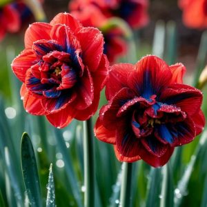 Нарцисс Эрличе купить по цене от 386р. в интернет-магазине «Посадика» с доставкой почтой в в Шахтые и по всей России – [изображение №1].