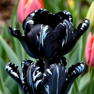 Тюльпан Шелк Нуар купить по цене от 219р. в интернет-магазине «Посадика» с доставкой почтой в в Шахтые и по всей России – [изображение №1].