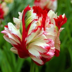 Тюльпан Эстелла Рижнвельд купить по цене от 500р. в интернет-магазине «Посадика» с доставкой почтой в в Шахтые и по всей России – [изображение №1].