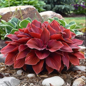 Хоста Рэд Эйнджл купить по цене от 549р. в интернет-магазине «Посадика» с доставкой почтой в в Шахтые и по всей России – [изображение №1].