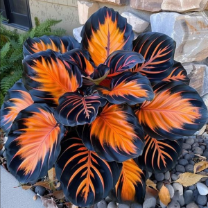 Хоста Сикрет Форест купить по цене от 601р. в интернет-магазине «Посадика» с доставкой почтой в в Шахтые и по всей России – [изображение №1].