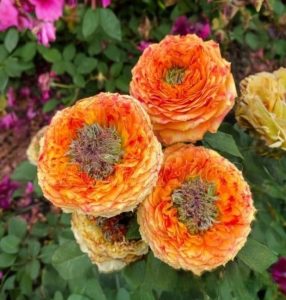 Роза Золотой Мираж купить по цене от 420р. в интернет-магазине «Посадика» с доставкой почтой в в Шахтые и по всей России – [изображение №1].