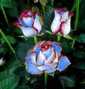 Роза Сафайер Пэтл купить по цене от 450р. в интернет-магазине «Посадика» с доставкой почтой в в Шахтые и по всей России – [изображение №1].