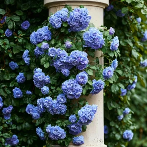 Роза плетистая Блю Перпл купить по цене от 540р. в интернет-магазине «Посадика» с доставкой почтой в в Шахтые и по всей России – [изображение №1].